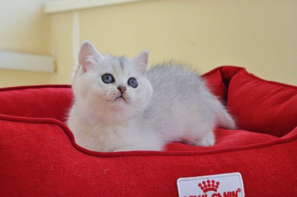 Reserved British short hair female