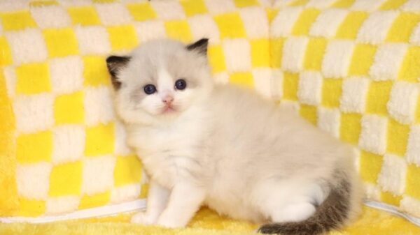 Reserved Ragdoll - Image 2
