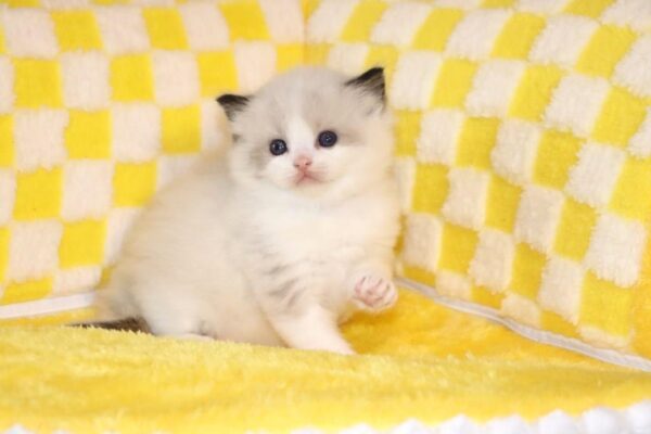 Reserved Ragdoll