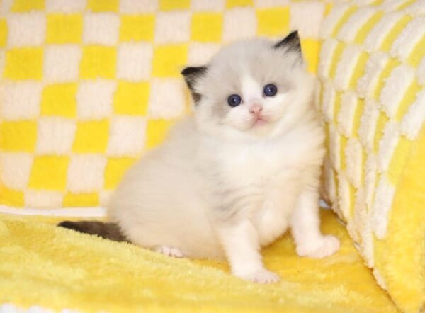 Reserved Ragdoll - Image 3