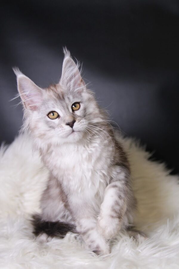 Maine Coon female Elza - Image 2