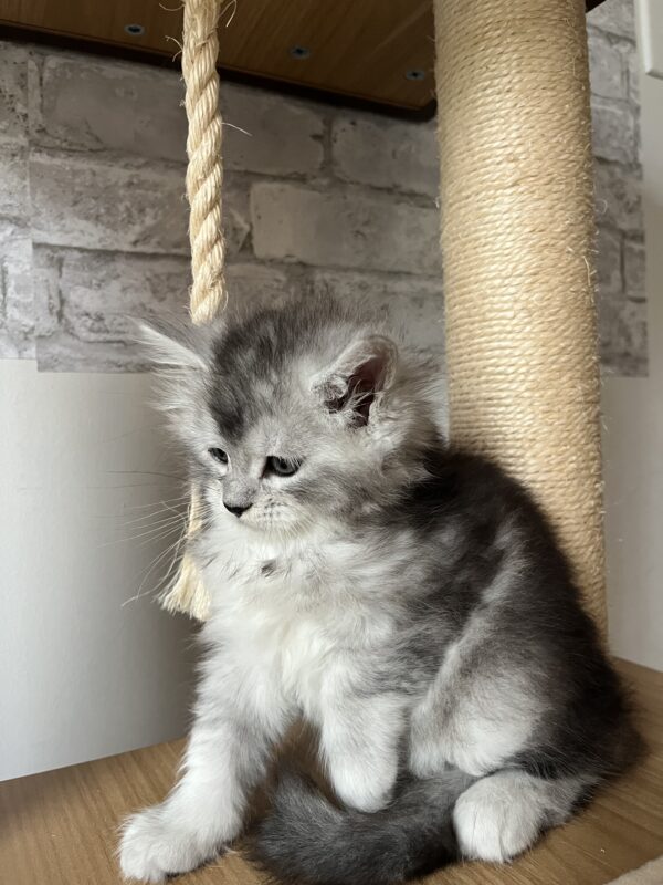 Maine coon fem silver - Image 3