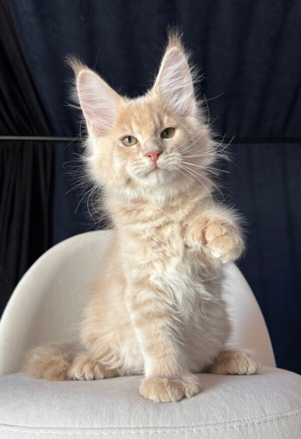 MCO POLY 77/66 male RESERVED