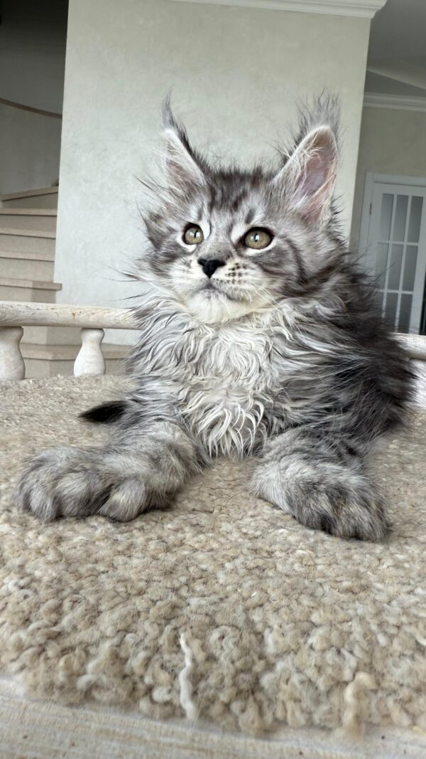 MCO POLY SILVER male RESERVED - Image 3
