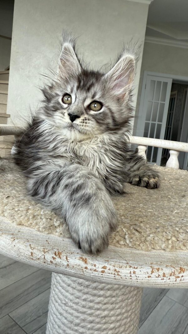 MCO POLY SILVER male RESERVED