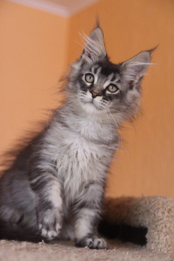 MCO Male Oliver - Image 2