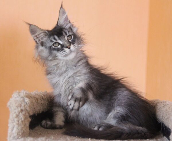 MCO Male Oliver