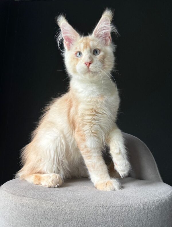 MCO Calin Male Blue eyes RESERVED - Image 4