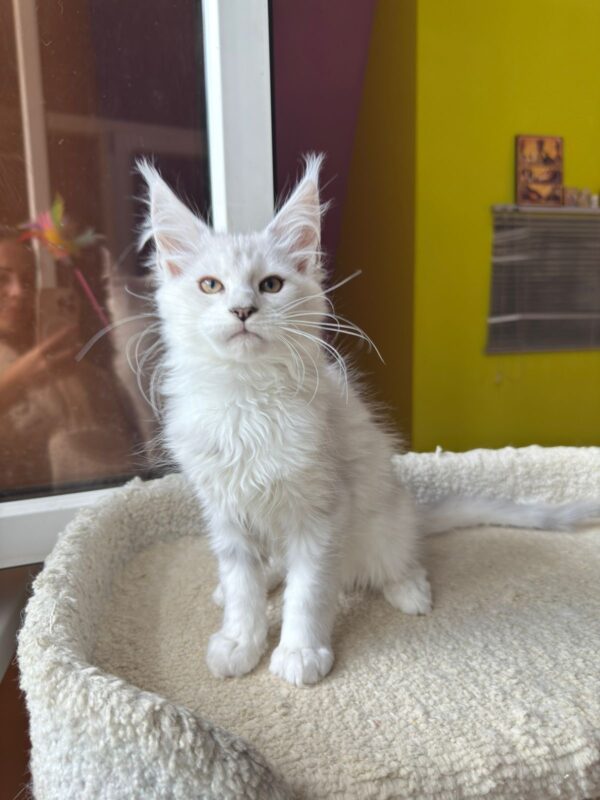 MCO female LINA RESERVED