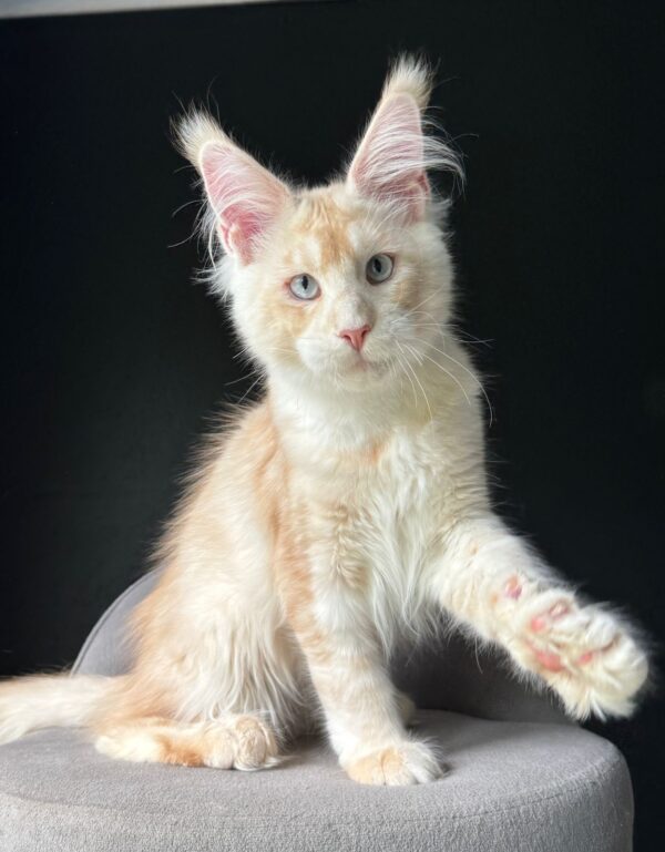 MCO Calin Male Blue eyes RESERVED
