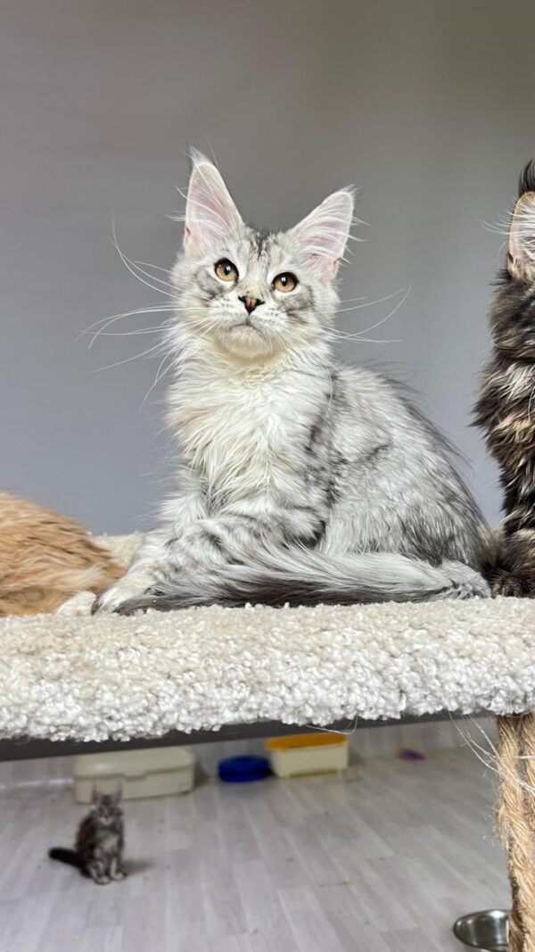 MCO Male SILVER RESERVED