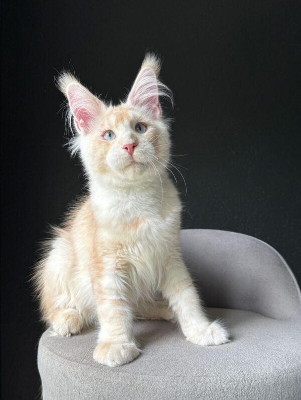 MCO Calin Male Blue eyes RESERVED - Image 2