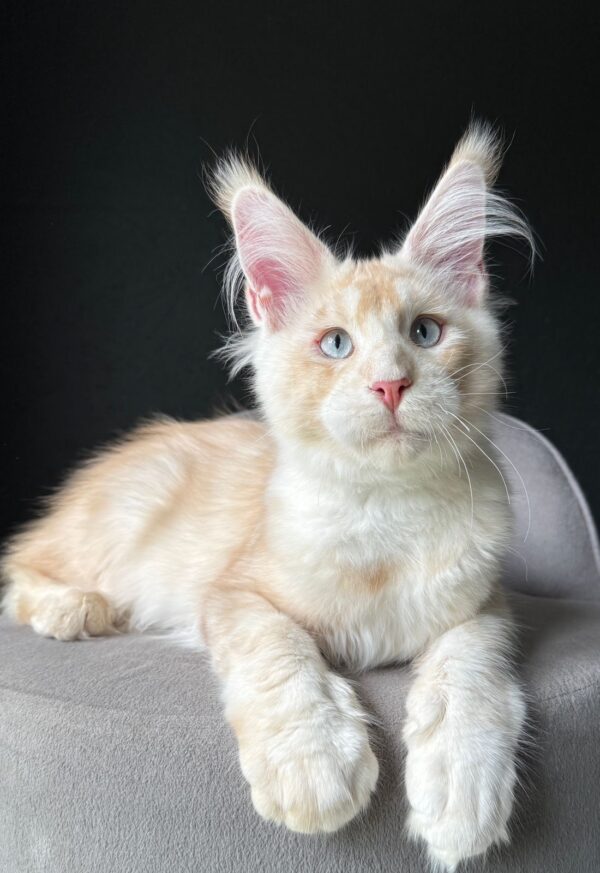MCO Calin Male Blue eyes RESERVED - Image 3