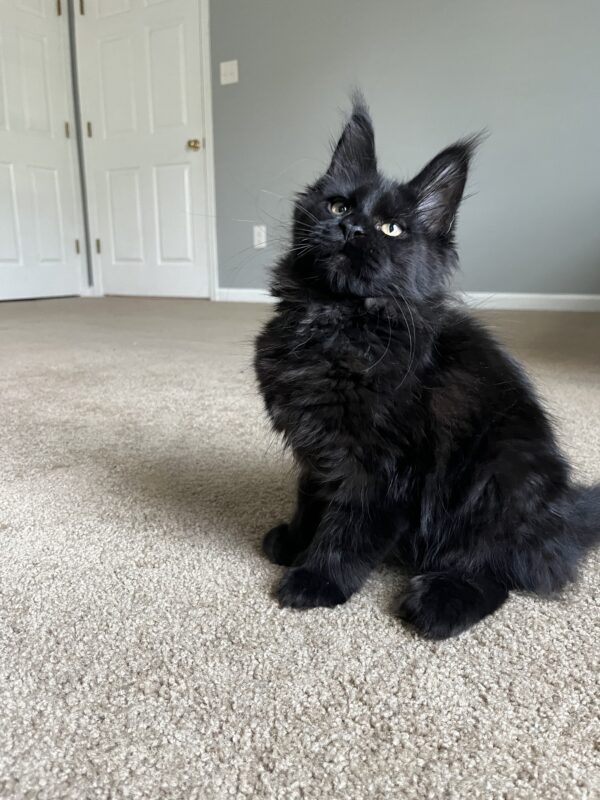 MCO Boston Polydactyl male - Image 4