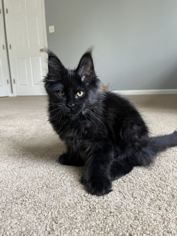 MCO Boston Polydactyl male - Image 2