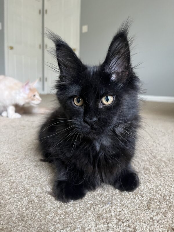 MCO Boston Polydactyl male - Image 3