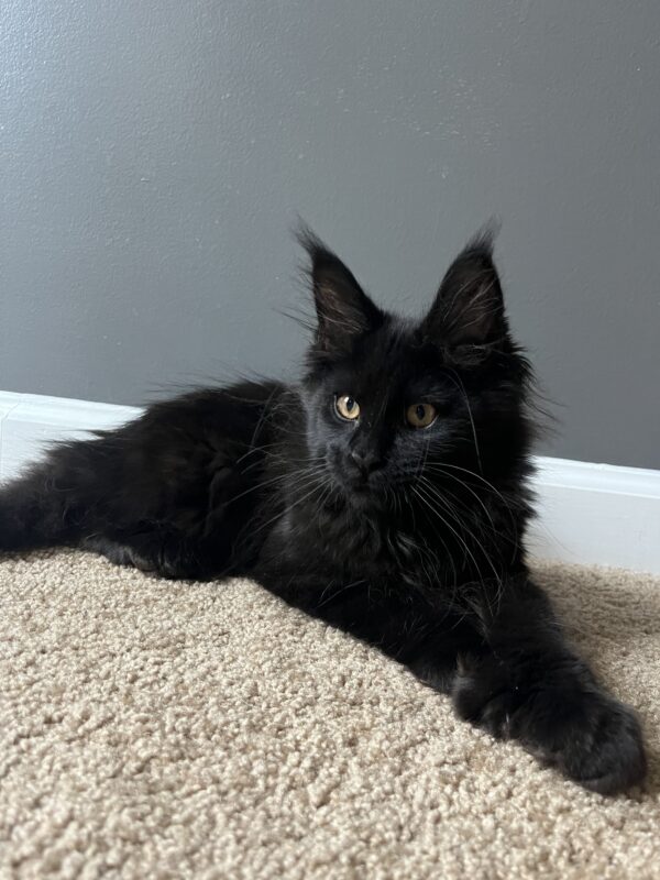MCO Boston Polydactyl male