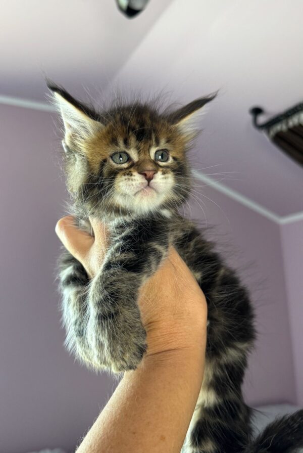 MCO Varyag polydactyl 6666 Male - Image 2