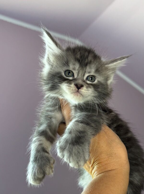 MCO Van Gog polydactyl 6666 Male - Image 3