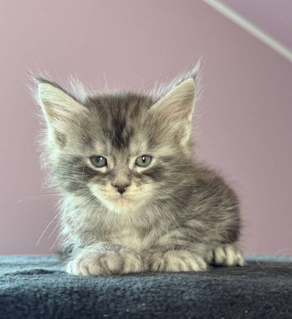 MCO Van Gog polydactyl 6666 Male