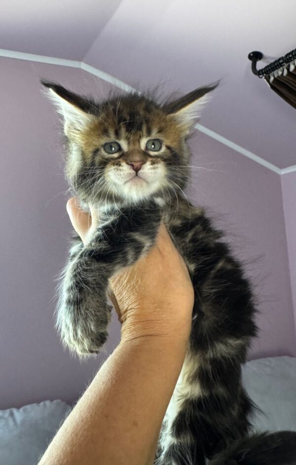 MCO Varyag polydactyl 6666 Male