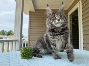 Oleg Male Maine Coon