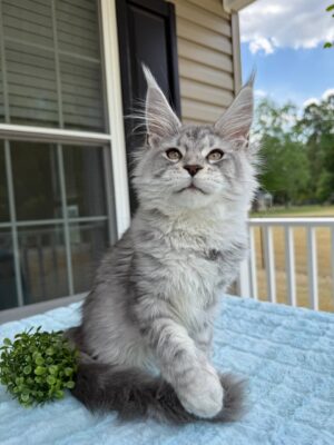 Oreo Male Maine Coon