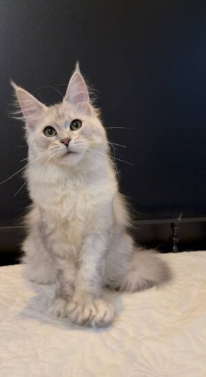 Verona Female POLY Spayed