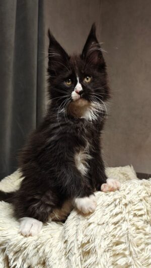 Sirius Black Male Neutered