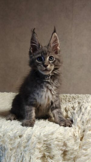 Skywalker Male Neutered