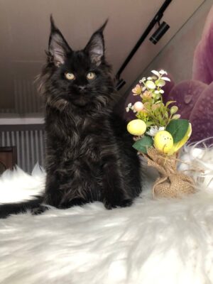 Dark Male Neutered SOLD