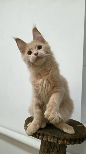 Fred Male Neutered