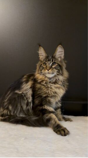 Tomas Male Neutered