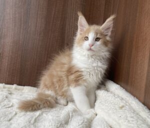 Salvador Male Neutered