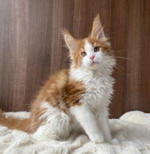 Sirius Male Neutered SOLD