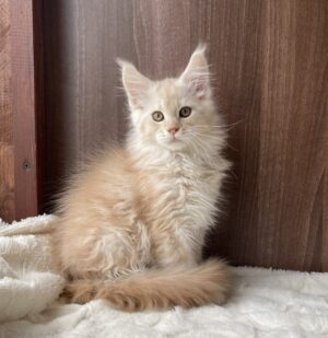 Sebastian Male Neutered