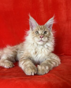 Olaf Male Neutered