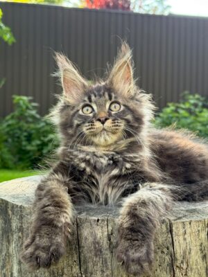 Hugo Male Neutered