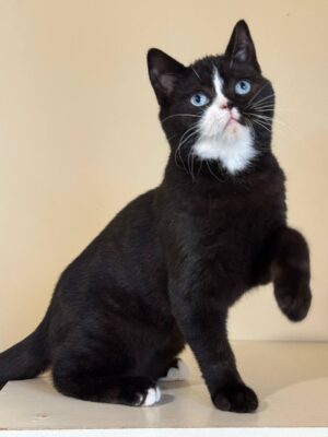 Sky Male BLUE EYES Neutered