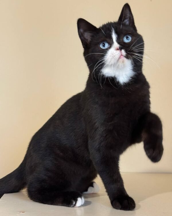 Sky Male BLUE EYES Neutered