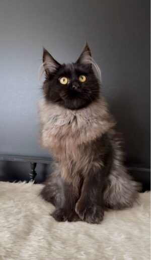 Sava Male Neutered