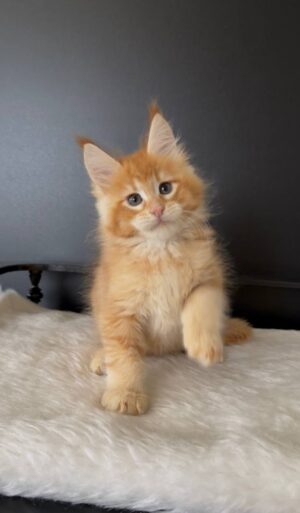 Citrus Male Neutered