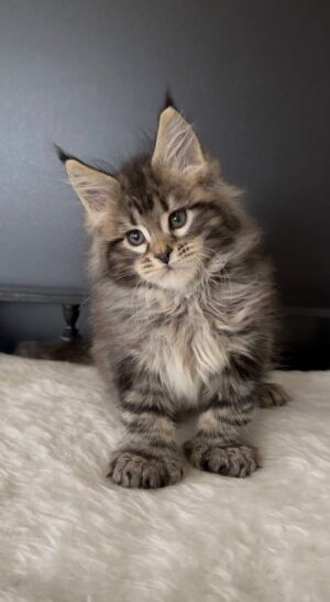 Charly Male POLY Neutered SOLD