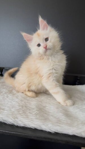 Clyde Male Neutered