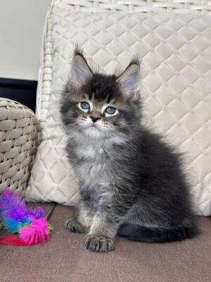 Legolas Male Neutered