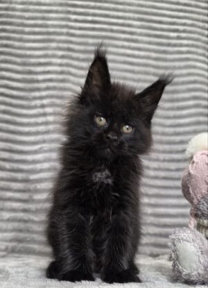 Romeo Male Neutered