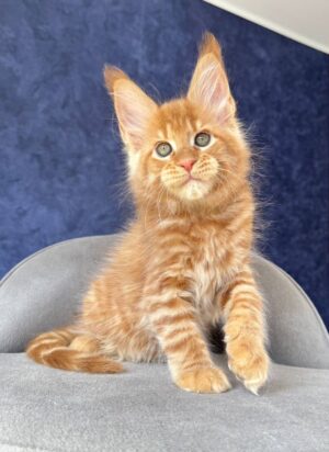 Xue Male Neutered