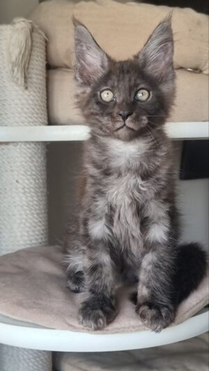 Dixon Male Neutered