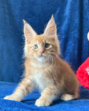 Quentin Male Neutered
