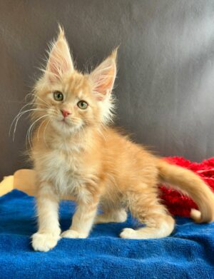 Quartinho Male Neutered